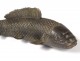 Sculpture bronze carp fish Japan animal nineteenth century