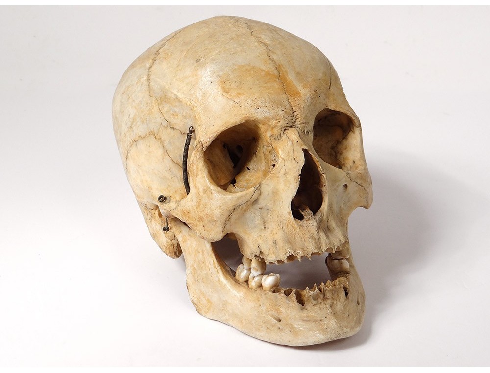 Crâne humain - 16CM ref:271