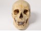 Human skull ancient medicine skinned anatomy Vanity articulated jaw 19th