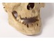 Human skull ancient medicine skinned anatomy Vanity articulated jaw 19th