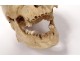 Human skull ancient medicine skinned anatomy Vanity articulated jaw 19th