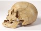 Human skull ancient medicine skinned anatomy Vanity articulated jaw 19th