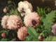 Great HST painting Eugene Forest still life bouquet flowers painting nineteenth