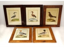 5 engravings birds Martinet Buffon Crabier Cayenne Harle Merle XIXth century