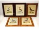 5 engravings birds Martinet Buffon Crabier Cayenne Harle Merle XIXth century