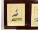 5 engravings birds Martinet Buffon Crabier Cayenne Harle Merle XIXth century