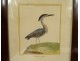 5 engravings birds Martinet Buffon Crabier Cayenne Harle Merle XIXth century