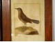 5 engravings birds Martinet Buffon Crabier Cayenne Harle Merle XIXth century