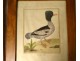 5 engravings birds Martinet Buffon Crabier Cayenne Harle Merle XIXth century