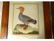 5 engravings birds Martinet Buffon Crabier Cayenne Harle Merle XIXth century