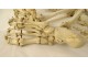 Skeleton human skull medicine flayed anatomy Vanity hands feet twentieth