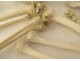 Skeleton human skull medicine flayed anatomy Vanity hands feet twentieth