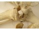 Skeleton human skull medicine flayed anatomy Vanity hands feet twentieth