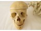 Skeleton human skull medicine flayed anatomy Vanity hands feet twentieth