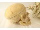 Skeleton human skull medicine flayed anatomy Vanity hands feet twentieth