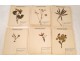 Lot 130 plants herbarium Fagaceae lily Crucifère 20th