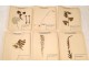 Lot 130 plants herbarium Fagaceae lily Crucifère 20th