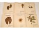 Lot 130 plants herbarium Fagaceae lily Crucifère 20th