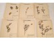 Lot 130 plants herbarium Fagaceae lily Crucifère 20th