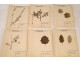 Lot 130 plants herbarium Fagaceae lily Crucifère 20th