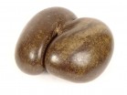 Coconut sea coconut seed Seychelles collection