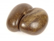 Coconut sea coconut seed Seychelles collection