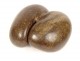 Coconut sea coconut seed Seychelles collection