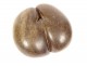 Coconut sea coconut seed Seychelles collection