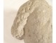 White stone statue head sculpture Haute Epoque 16th 17th century