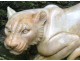 Rare lion sculpture tawny pink marble lioness twentieth century