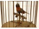 Automate oiseau chanteur siffleur cage laiton doré boîte musique France XXè