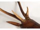 Wooden deer head sculpture carved Black Forest nineteenth trophy horns