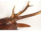 Wooden deer head sculpture carved Black Forest nineteenth trophy horns