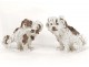 Pair of Meissen porcelain polychrome sculptures dogs bichon Griffin XIX