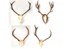 Lot 4 hunting trophies massacres deer forest horns twentieth century