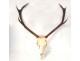 Lot 4 hunting trophies massacres deer forest horns twentieth century