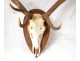 Lot 4 hunting trophies massacres deer forest horns twentieth century