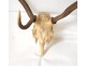 Lot 4 hunting trophies massacres deer forest horns twentieth century