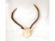 Lot 4 hunting trophies massacres deer forest horns twentieth century