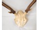 Lot 4 hunting trophies massacres deer forest horns twentieth century