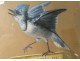 Gouache painting Blue Jay bird cayenne Lamotte palms framework nineteenth