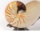 Nautilus decorative shell with silver plated frame 20th century