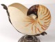 Nautilus decorative shell with silver plated frame 20th century